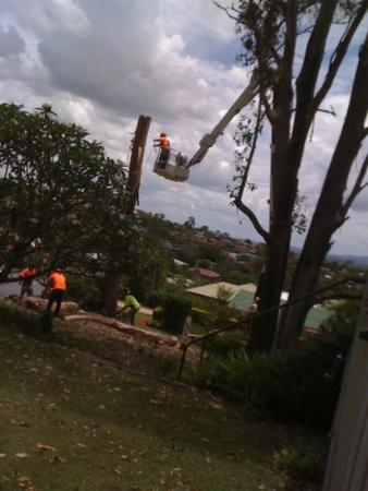 Treezy Tree Cutting Services Brisbane Southside Treezy Pty Ltd Brisbane (07) 3999 9851