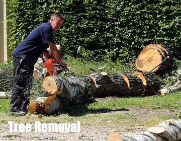 Sydneys Best Tree Removals - Neutral Bay, NSW 2089 - (02) 8599 4527 | ShowMeLocal.com
