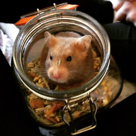 Honey enjoying a rummage in her treat jar Pet Care For Less Daventry 07969 771772