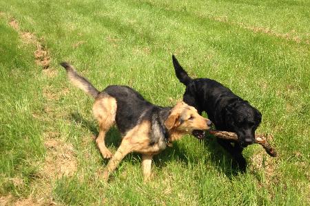 Zeus and Sonny playing with their stick Pet Care For Less Daventry 07969 771772