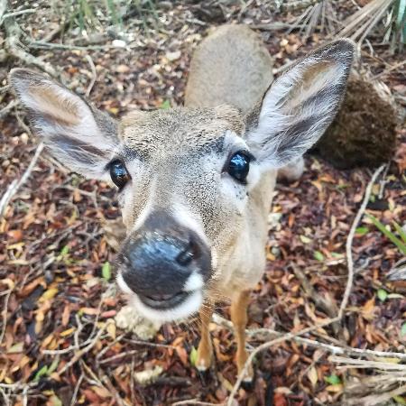 The endangered Key Deer are so curious! Our Key Deer Safari is included on every tour! Up The Keys Key West (305)587-5575