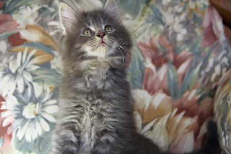 Arkansas Maine Coons - Whispurridge Cattery Paragould (870)236-2149