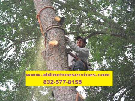 Aldine Tree Services Houston Stump Grinding - Houston, TX 77032 - (832)577-8158 | ShowMeLocal.com