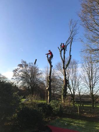 All in a days work. Safely does it! Johnson Tree Care Markfield 01530 242478