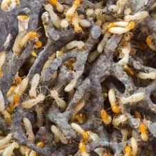 Termite Control Sydney - Wahroonga, NSW 2076 - 0488 991 126 | ShowMeLocal.com