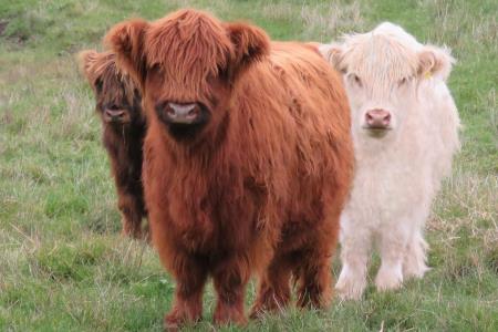          poll highland cattle society inc.
         ph: 0493 236320   email: info@pollhighland.com.au Poll Highland Cattle Bungaree (61) 4191 4062
