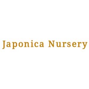 Japonica Nursery Arundel 07859 878999