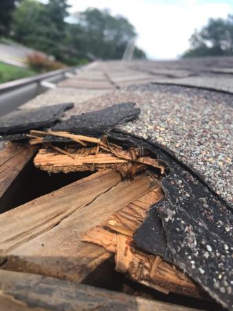 animal damage roof repairs.  Toronto Roof Repairs Inc | Roofing Company | Shingle Roof Repair | Roof Replacement Mississauga (416)247-2769
