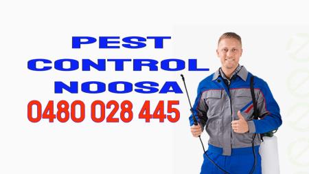 Pest Control Noosa Noosa Heads 0423 664 675