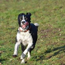 Pawpounders Dog Daycare - Sutton Coldfield, West Midlands B75 5QX - 01213 086404 | ShowMeLocal.com