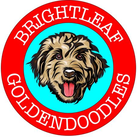 Brightleaf Goldendoodles Llc - Durham, NC 27704 - (336)908-2822 | ShowMeLocal.com