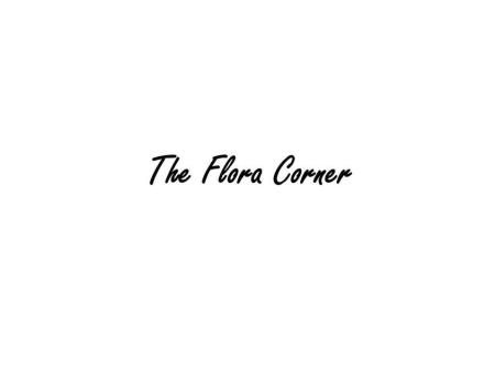 The Flora Corner - Carlton, VIC 3053 - (03) 9973 6492 | ShowMeLocal.com