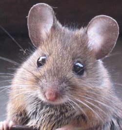Northeastern Exterminating treats mice. call us at 718-336-0634 if you have a suspicion of any mice. Northeastern Exterminating Brooklyn (718)336-0634