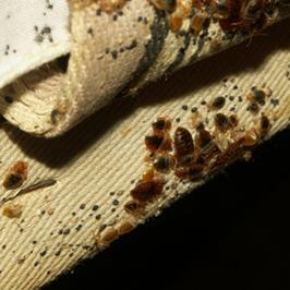 Call northeastern exterminating for your bed bug suspicions. Its never too soon to start preparing and treating for your bed bug problem. Give us a call or visit our website at http://www.bedbugs-brooklyn.com Northeastern Exterminating Brooklyn (718)336-0634