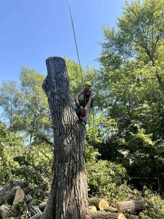 KC Tree Climbers, LLC - Kansas City, MO - (816)645-1504 | ShowMeLocal.com