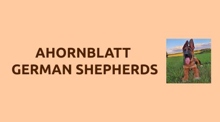 Ahornblatt German Shepherd - Milton, ON L0P 1B0 - (416)272-7264 | ShowMeLocal.com