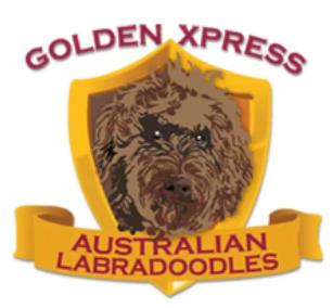 Golden Xpress Labradoodles - Mulino, OR 97042 - (503)853-6027 | ShowMeLocal.com