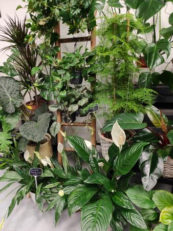 Leafy House Indoor Plants Northampton 01604 630928
