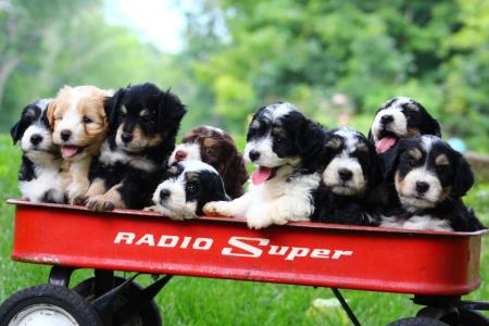 bernedoodle puppies - so adorable Hess Family Beautiful Puppies Russell (413)310-6722