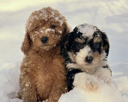 we have bernedoodle and goldendoodle puppies Hess Family Beautiful Puppies Russell (413)310-6722