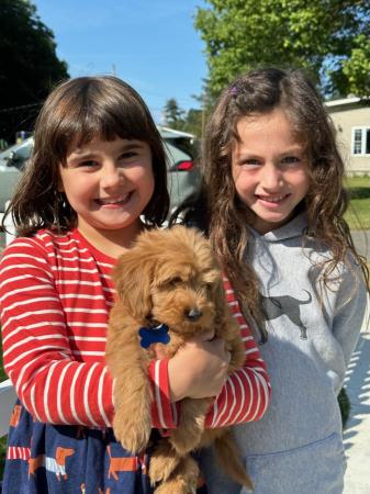 hypoallergenic puppies so perfect for the family Hess Family Beautiful Puppies Russell (413)310-6722