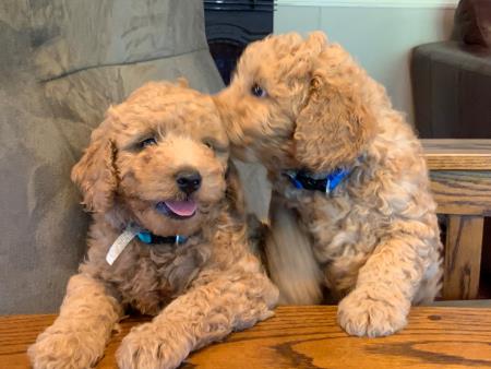 goldendoodles are like potato chips... you can't have just one ! Hess Family Beautiful Puppies Russell (413)310-6722