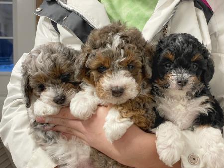bernedoodles... so cute! Hess Family Beautiful Puppies Russell (413)310-6722