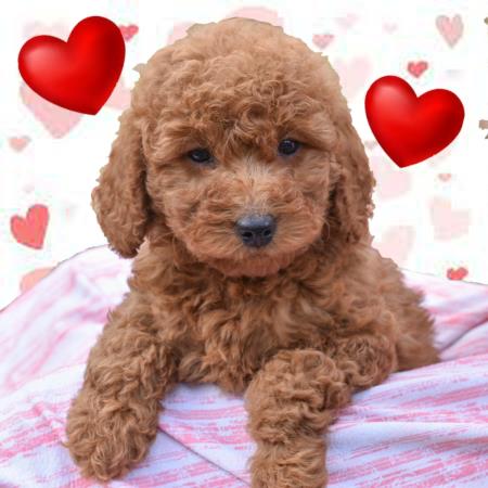 best valentine gift ever ! Hess Family Beautiful Puppies Russell (413)310-6722
