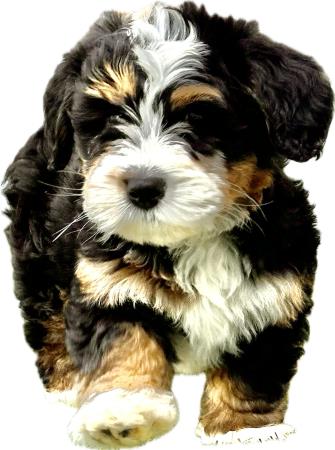 bernedoodles... they walk right into your heart ! Hess Family Beautiful Puppies Russell (413)310-6722