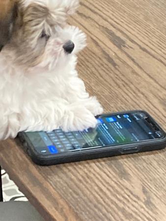 havapoo learns to use the phone... Hess Family Beautiful Puppies Russell (413)310-6722