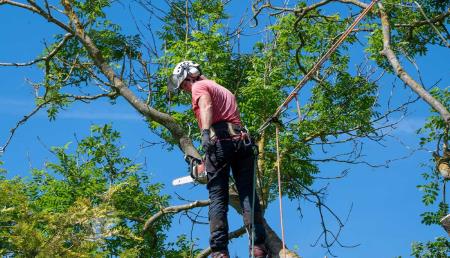 Rotherham Tree Removal - Rotherham, South Yorkshire S60 1BY - 01709 434422 | ShowMeLocal.com