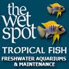 Wet Spot Tropical Fish Portland (503)287-3339