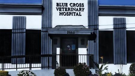 Blue Cross Veterinary Hospital - Signal Hill, CA 90755 - (562)494-0975 | ShowMeLocal.com