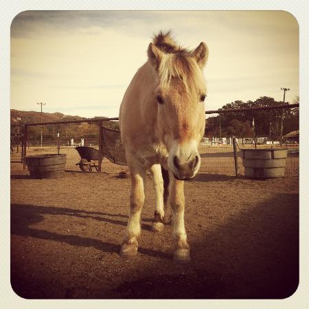 Partners in Equestrian Therapy - San Luis Obispo, CA 93403-5253 - (805)235-2787 | ShowMeLocal.com