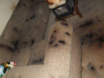 Black Mold Inspection Flood Control New Canaan (203)347-4875