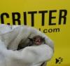Critter Control Of Prospect - Prospect, KY 40059 - (502)410-4932 | ShowMeLocal.com