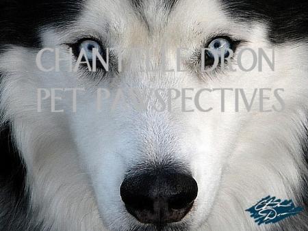 Pet Pawspectives - Fort Collins, CO - (970)397-9723 | ShowMeLocal.com