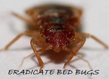 Eradicate Bed Bugs Nyc - New York, NY 10036 - (347)824-2066 | ShowMeLocal.com