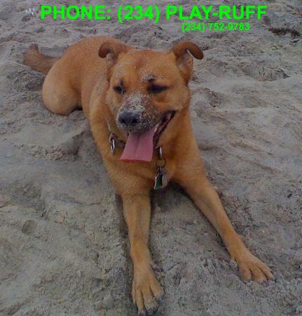 Ruff Customers Dog Training - New York, NY 10025 - (234)752-9783 | ShowMeLocal.com