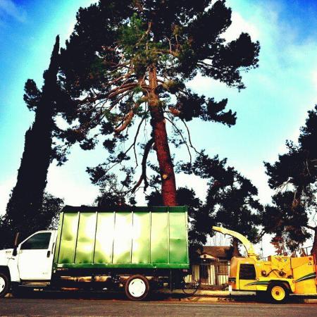 White Valley Tree Service Los Angeles (323)945-4526