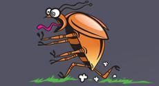 Tough Bug Solutions - Portland, OR 97204 - (503)644-5454 | ShowMeLocal.com
