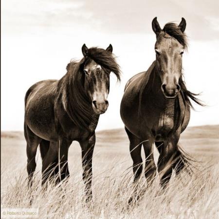 The Wild Horses of Sable Island - New York, NY 10013 - (212)219-9622 | ShowMeLocal.com