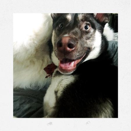 Lucky Buddy Petcare