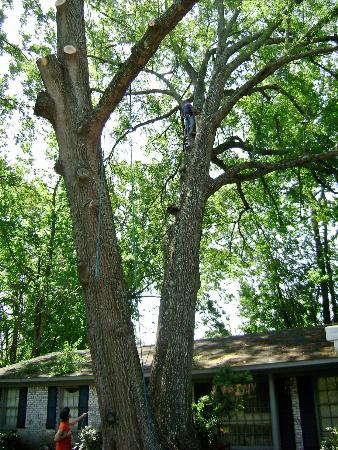 Big Head Chuck's Tree Service & Firewood - Dorchester, SC 29437 - (843)532-2527 | ShowMeLocal.com