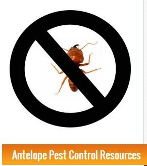 Superb Pest & Rodent Control - Antelope, CA 95843 - (916)520-8373 | ShowMeLocal.com