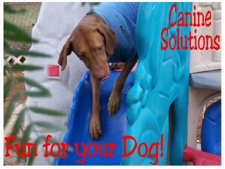 Canine Solutions - Temecula, CA 92592 - (951)767-2767 | ShowMeLocal.com