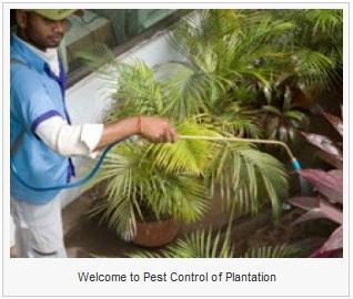 Pest Control Of Plantation Plantation (954)790-6371