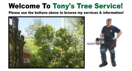 Tony's Tree Service - Hilton Head Island, SC 29928 - (843)301-2005 | ShowMeLocal.com