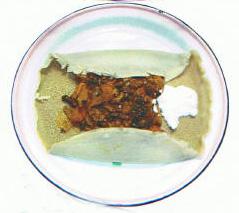 Lalibela Ethiopian Restaurant Toronto (416)535-6615