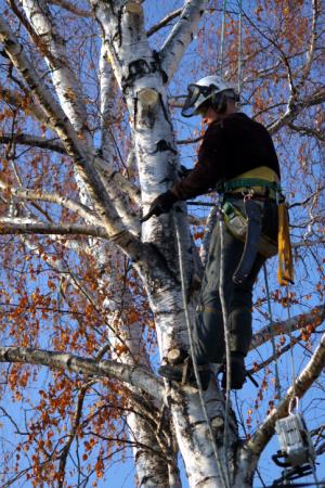 New View Tree Removal LLC - North Franklin, CT - (860)774-8733 | ShowMeLocal.com
